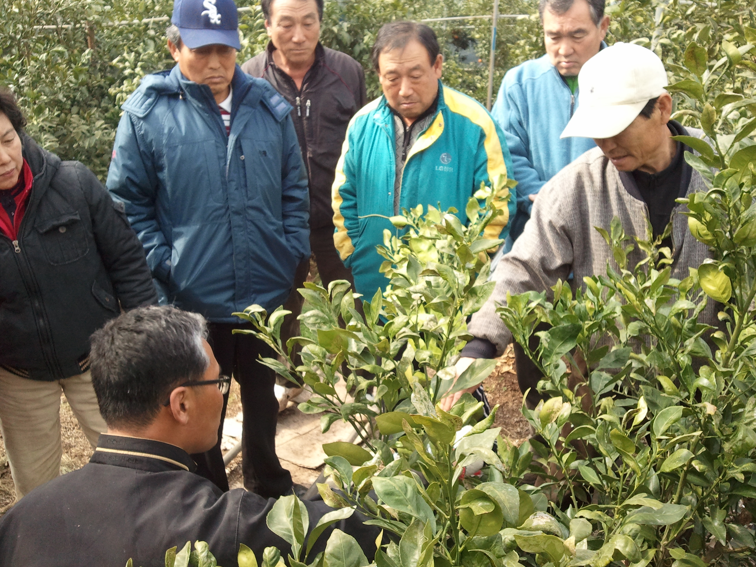 한라봉 전정교육(남원, 위미)
